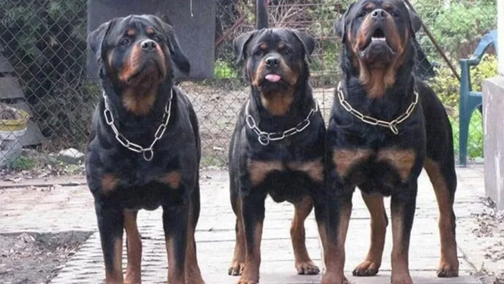 Van a juicio los propietarios de tres Rottweilers que atacaron a la empleada doméstica