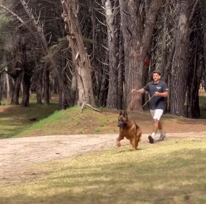 Los Ovejeros Alemanes de Necochea presentes en el Torneo Nacional de estructura y belleza canina