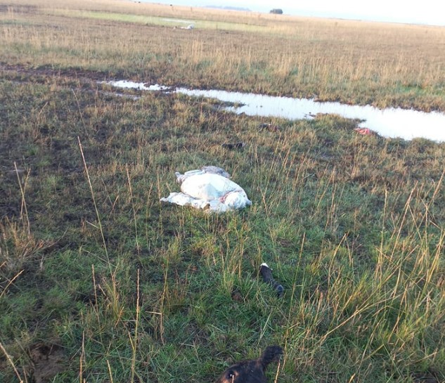 Faenaron siete terneros en la zona rural de Benito Juárez