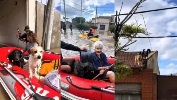 Conmovedor video del rescate de mascotas atrapadas en la inundación