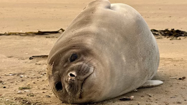 Los elefantes marinos logran protección legal