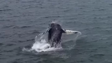 Espectáculo natural: el majestuoso video de dos ballenas frente a la costa necochense