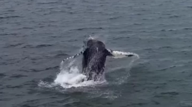 Espectáculo natural: el majestuoso video de dos ballenas frente a la costa necochense