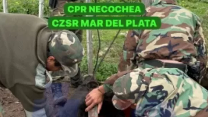 Allanamiento en Ruta 86 por un caso de abigeato