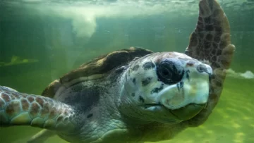 A un mes de la liberación, el tortugo Jorge llegó a Porto Alegre y sigue su viaje al norte
