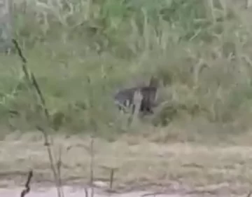Ven a un puma en el parque Miguel Lillo 