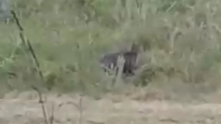 Ven a un puma en el parque Miguel Lillo 