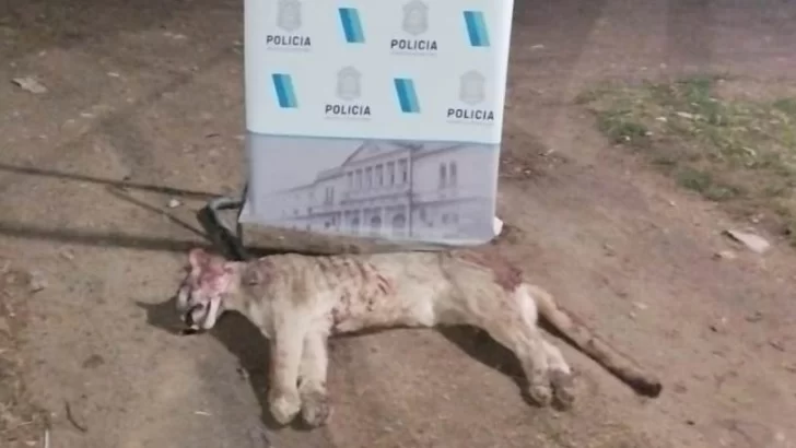 Caza ilegal de puma y posesión de arma sin papeles en zona rural