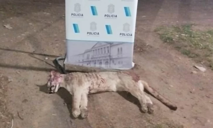 Caza ilegal de puma y posesión de arma sin papeles en zona rural