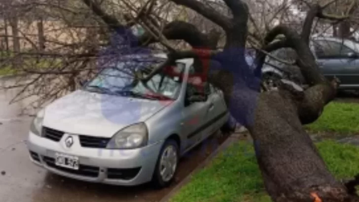 Arboles caídos, estación de servicios con daños y destrozos en la playa
