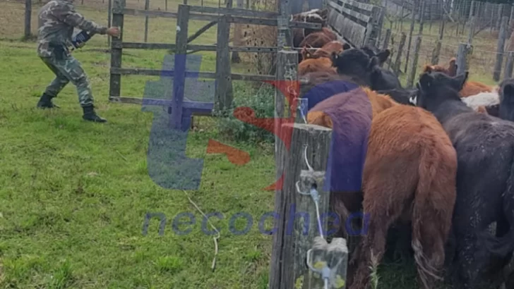 Recuperan ganado robado: Se los entregaron a sus dueños