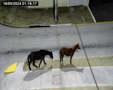 Intentan contrarrestar la presencia de animales sueltos en la vía pública