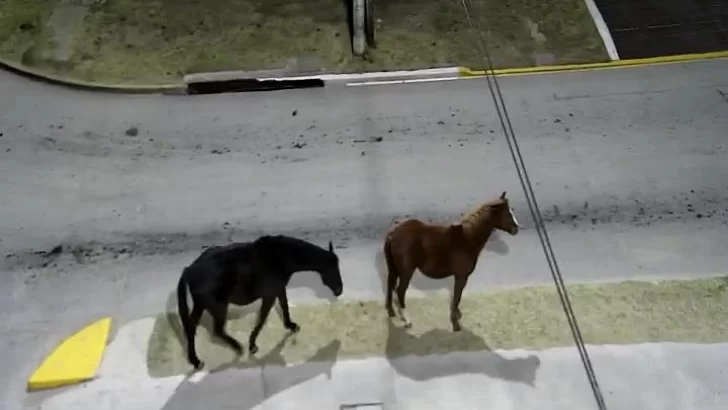 Intentan contrarrestar la presencia de animales sueltos en la vía pública