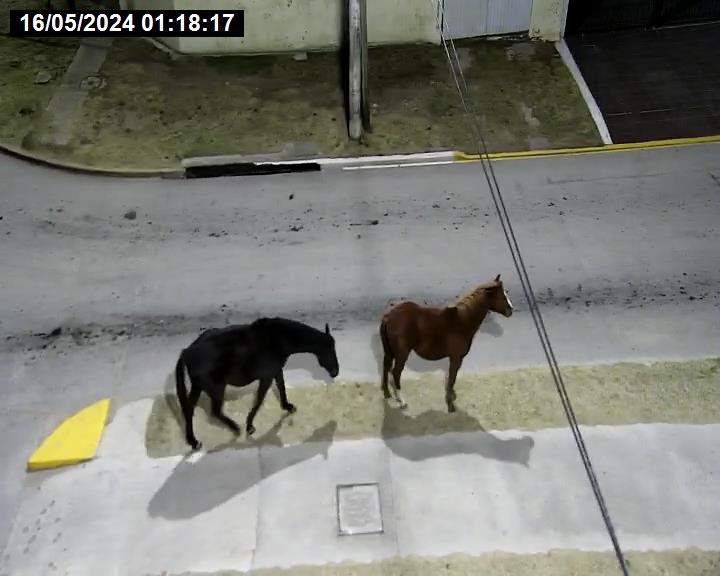 Intentan contrarrestar la presencia de animales sueltos en la vía pública