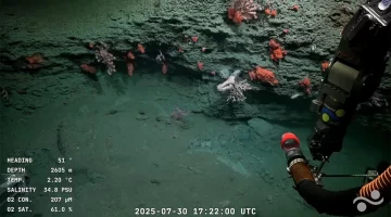 Furor por transmisión en vivo de CONICET del fondo marítimo en Mar del Plata