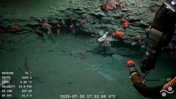Furor por transmisión en vivo de CONICET del fondo marítimo en Mar del Plata