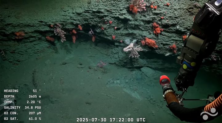 Furor por transmisión en vivo de CONICET del fondo marítimo en Mar del Plata