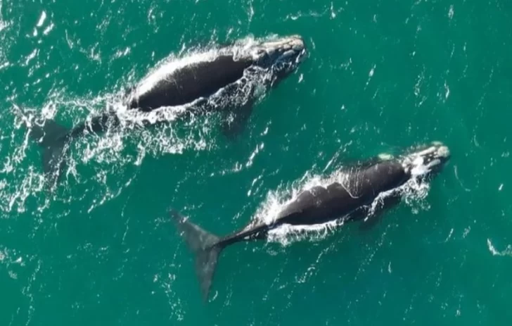 Avistaje de ballenas: registran una nueva aparición de majestuosos ejemplares