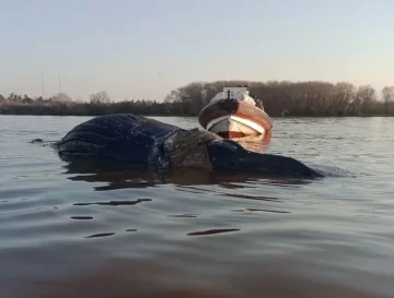Conmoción en Zárate: apareció una ballena en el río Paraná y creen que agoniza