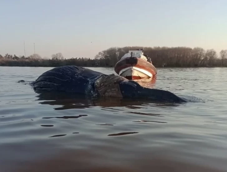 Conmoción en Zárate: apareció una ballena en el río Paraná y creen que agoniza