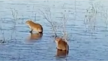 Video: se congelaron los Esteros del Iberá y los carpinchos aparecieron “patinando” sobre el hielo