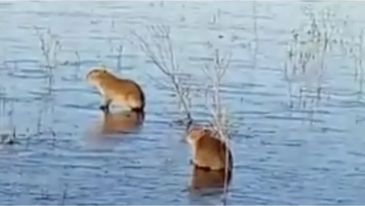 Video: se congelaron los Esteros del Iberá y los carpinchos aparecieron “patinando” sobre el hielo