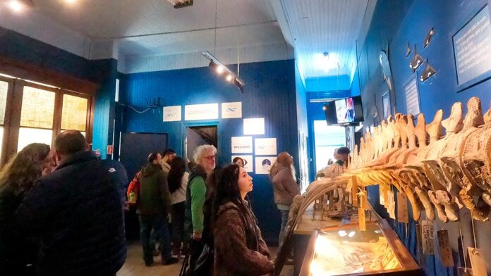 Ciencia marina, educación e identidad local: ya se puede visitar “Joselito y las Tortugas Marinas” en Quequén