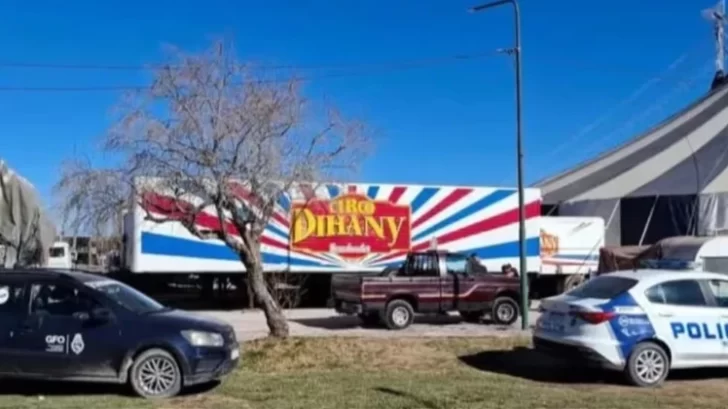 Rescataron a más de diez animales tras una denuncia por maltrato en un circo: “Vivían entre sus heces”