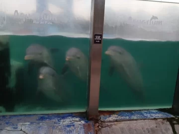 Denuncian que hay delfines y lobos marinos abandonados en el ex Aquarium de Mar del Plata
