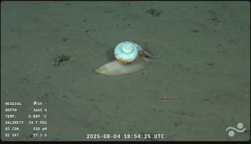 ¿Apareció “Gary”?: el caracol hallado por el Conicet a 3.600 metros de profundidad que es furor
