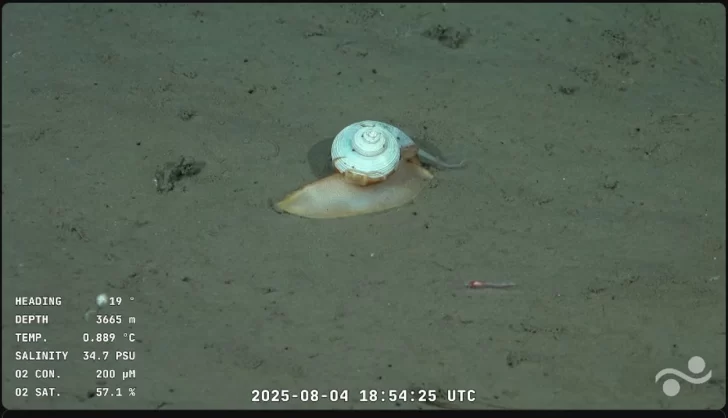 ¿Apareció “Gary”?: el caracol hallado por el Conicet a 3.600 metros de profundidad que es furor