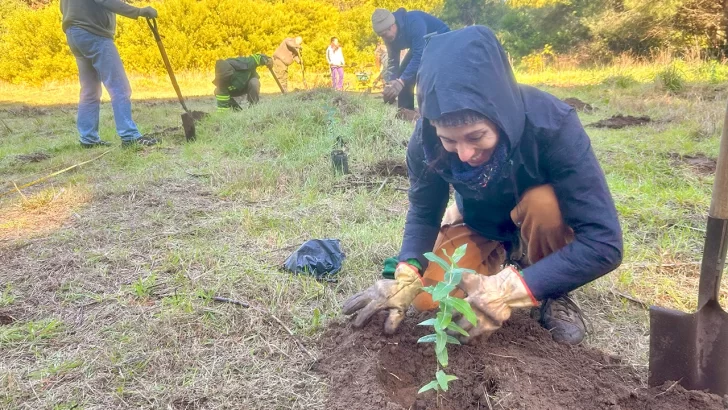 Se realizó una plantación de eucaliptos para extracción de leña en unos seis años