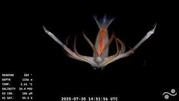 Seguí en vivo la expedición del CONICET al Cañon Submarino de Mar del Plata