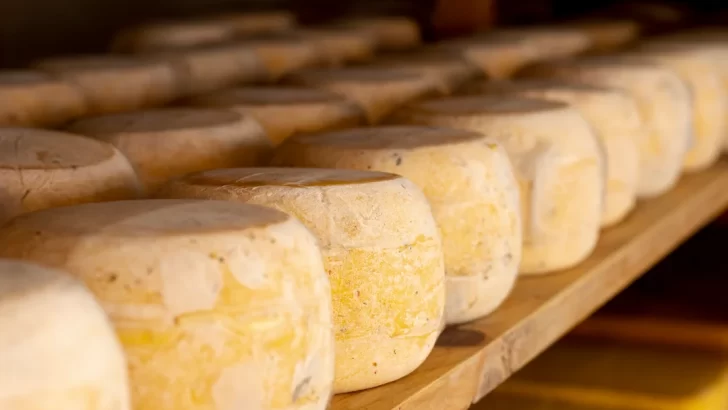 Brote de listeriosis por un queso: qué es, cuáles son los síntomas y cómo prevenir el contagio