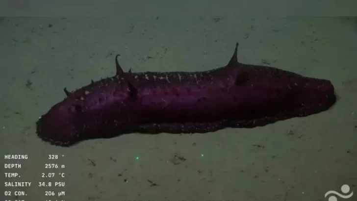 Video: “Batatita”, el curioso pepino captado por el CONICET en el fondo del mar