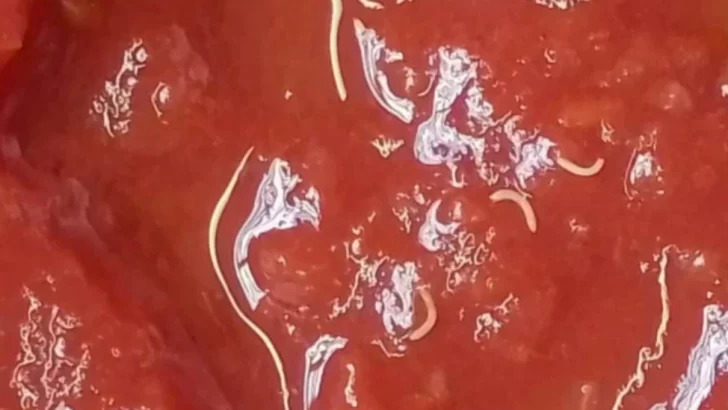 Alerta de ANMAT: piden no consumir un lote de tomate triturado Marolio por la presencia de “gusanos”