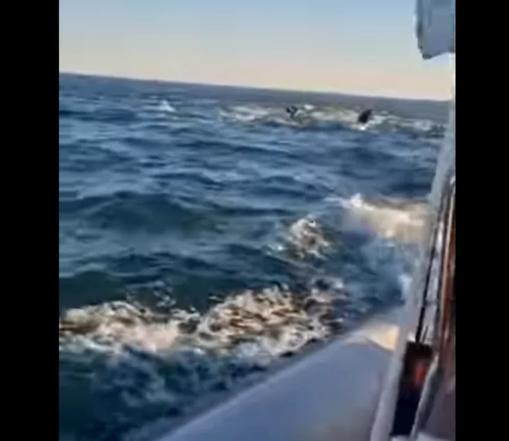 Impactante video: pescador filmó un mágico encuentro con delfines, lobos marinos y una ballena.