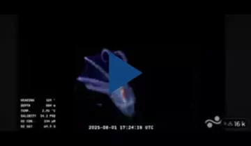 El streaming del CONICET reveló un secreto del fondo del mar: así es el asombroso “pulpo de cristal”