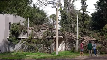 arbol_caido
