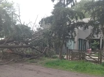Un árbol cayó sobre una vivienda en Villa del Deportista