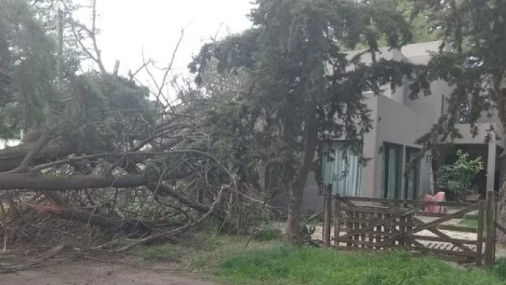 Un árbol cayó sobre una vivienda en Villa del Deportista
