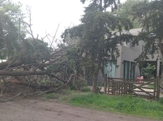 Un árbol cayó sobre una vivienda en Villa del Deportista