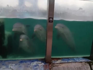 Tras la polémica, Acuarium insiste en el bienestar de los delfines, están “cuidados y controlados”