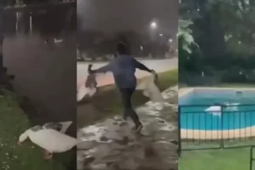 Video viral: se robó dos gansos del lago para que naden en su pileta