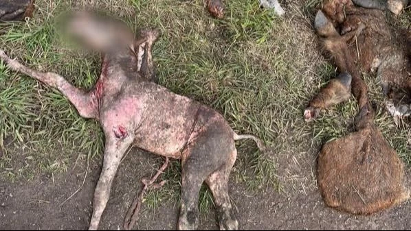 Aparecieron caballos descuartizados y sospechan de faenas clandestinas para vender carne