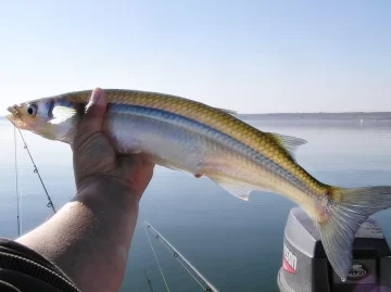 Comienza la veda de pesca en las lagunas bonaerenses: cuántos pejerreyes se pueden sacar por día