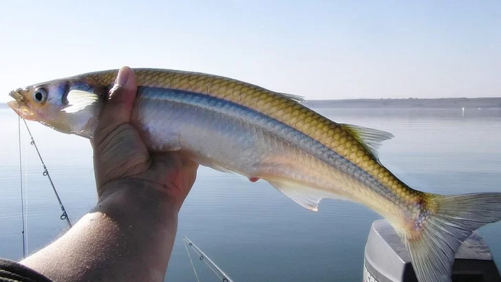 Comienza la veda de pesca en las lagunas bonaerenses: cuántos pejerreyes se pueden sacar por día