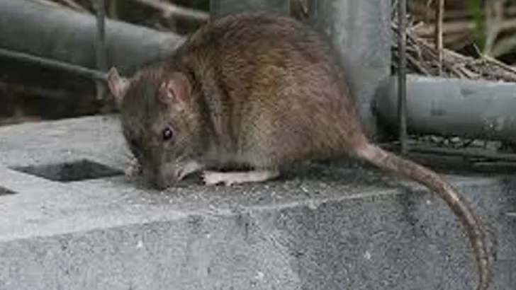 Aumentaron los casos de leptospirosis: tres provincias están muy complicadas