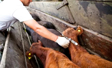 El gobierno aprobó cambios en la vacunación contra la aftosa