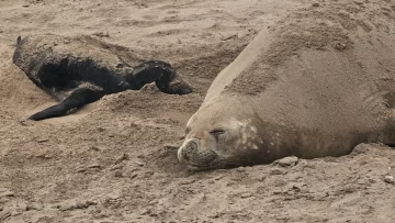 Nace un elefante marino en Puerto Quequén
